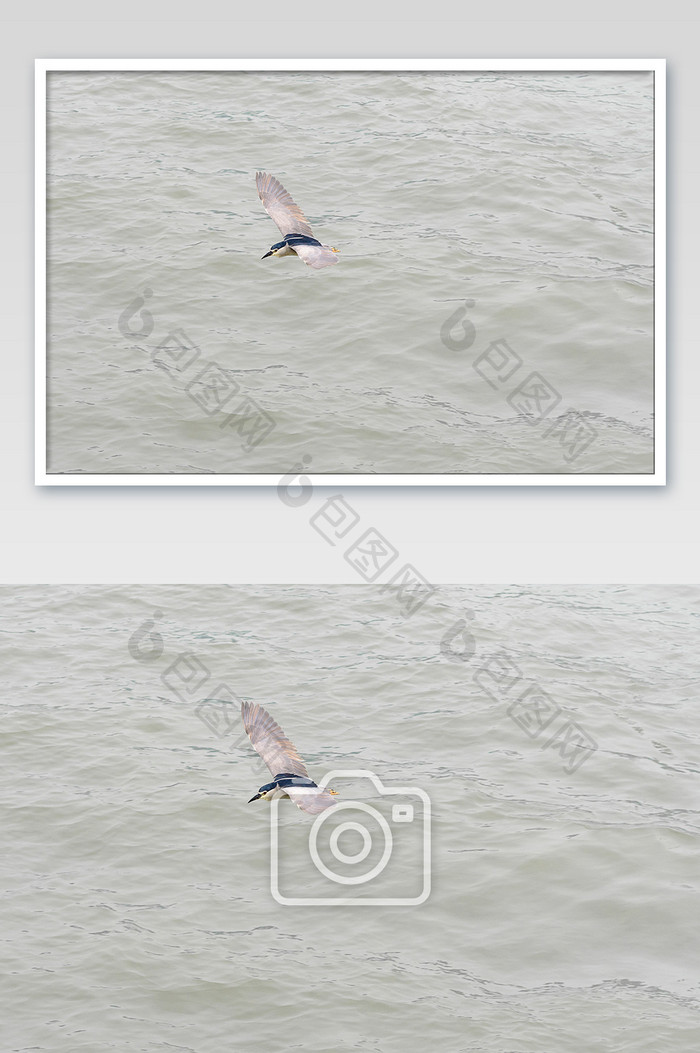 水面上飞行准备抓鱼的海鸥摄影图片