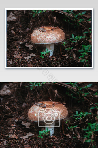 山间的蘑菇摄影图片