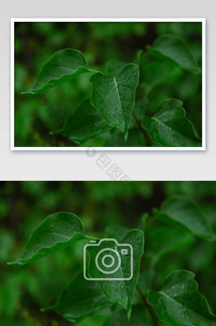 夏日雨后植物园叶子特写高清摄影图图片图片