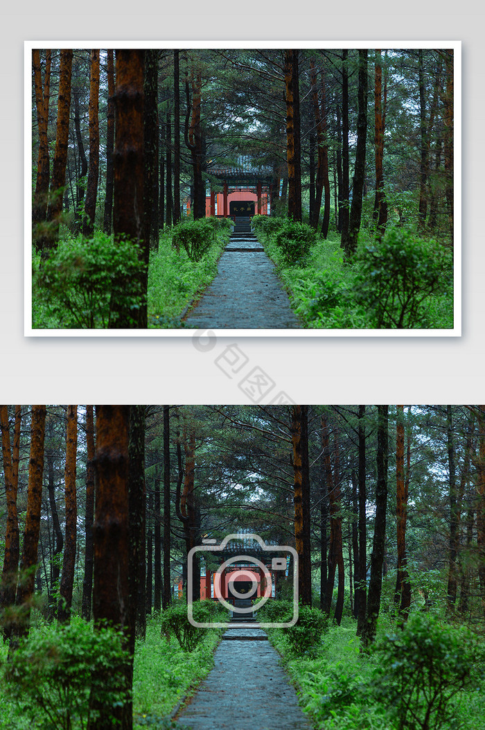 森林公园雨后夏日图片