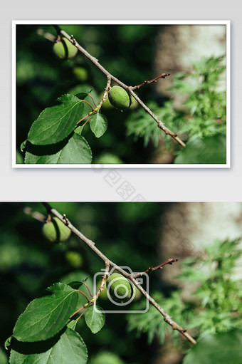 夏日山杏果实成长高清摄影图图片
