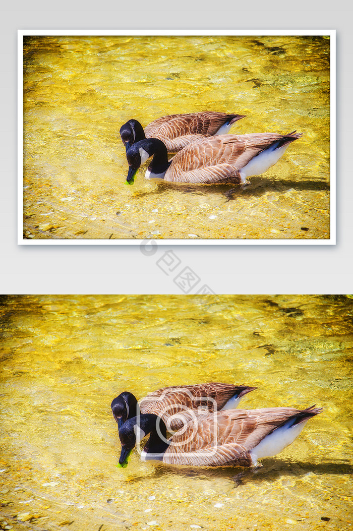 新西兰塔斯曼公园河边嬉戏的黑头鸭摄影图片