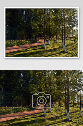 绿色夕阳公园里的树林摄影图片