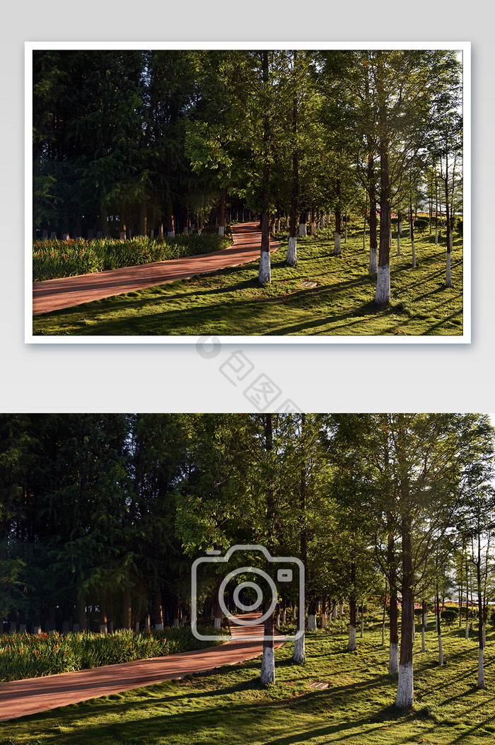 绿色夕阳公园里的树林摄影图片
