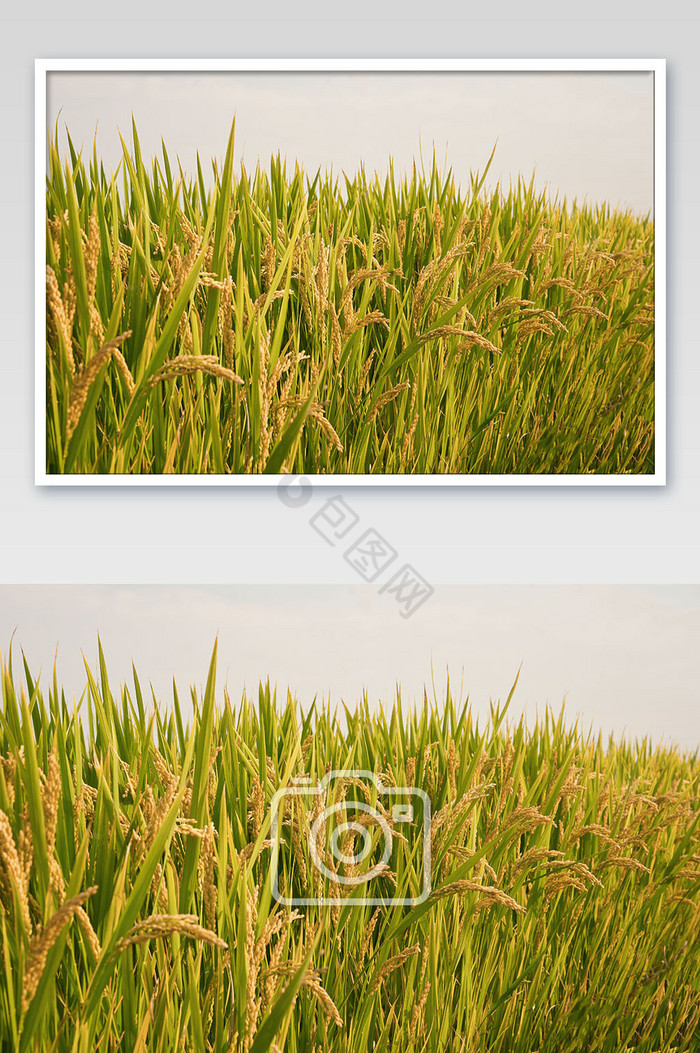 阳光下大片稻田摄影图图片