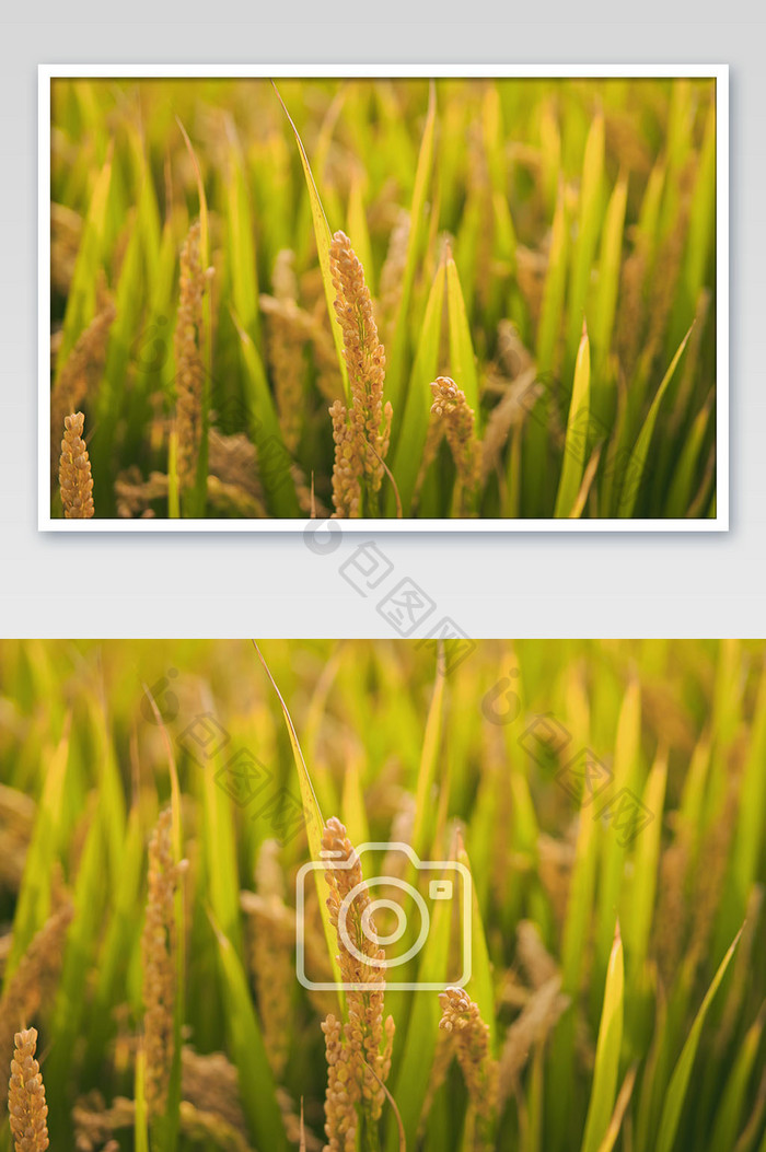 阳光下的稻田摄影图