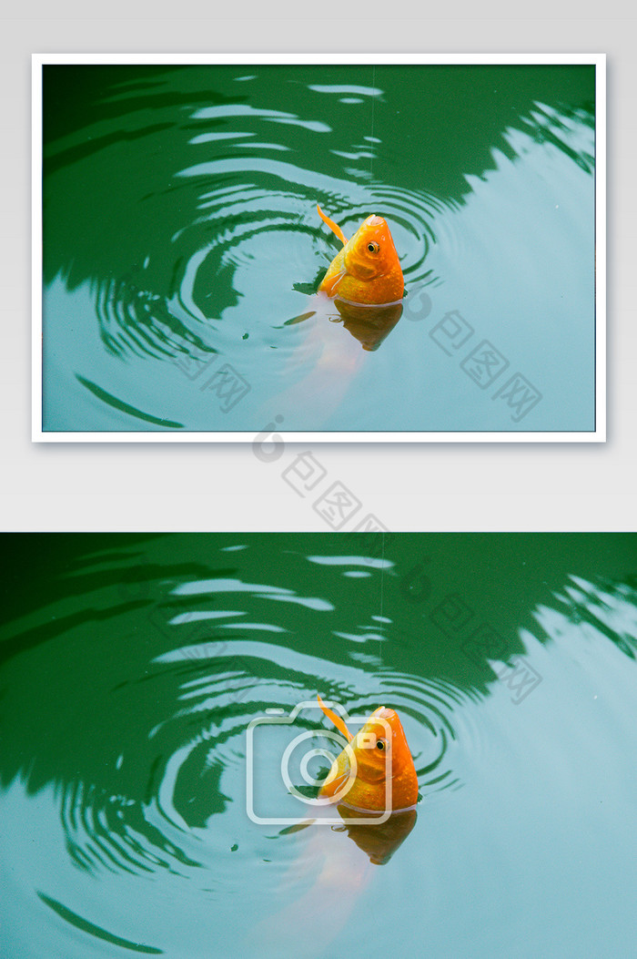 钓鱼上钩的鱼摄影图片图片