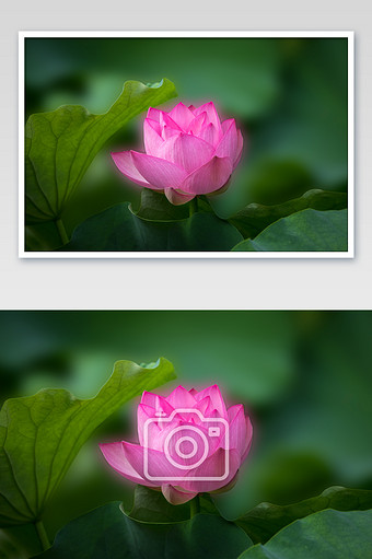 唯美荷花特写摄影图片下载