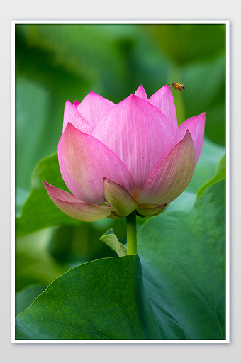 【不染】图片_不染素材下载第2页