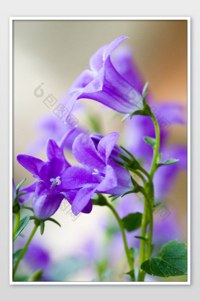 大光圈温馨紫色花卉虚化背景好看的花朵