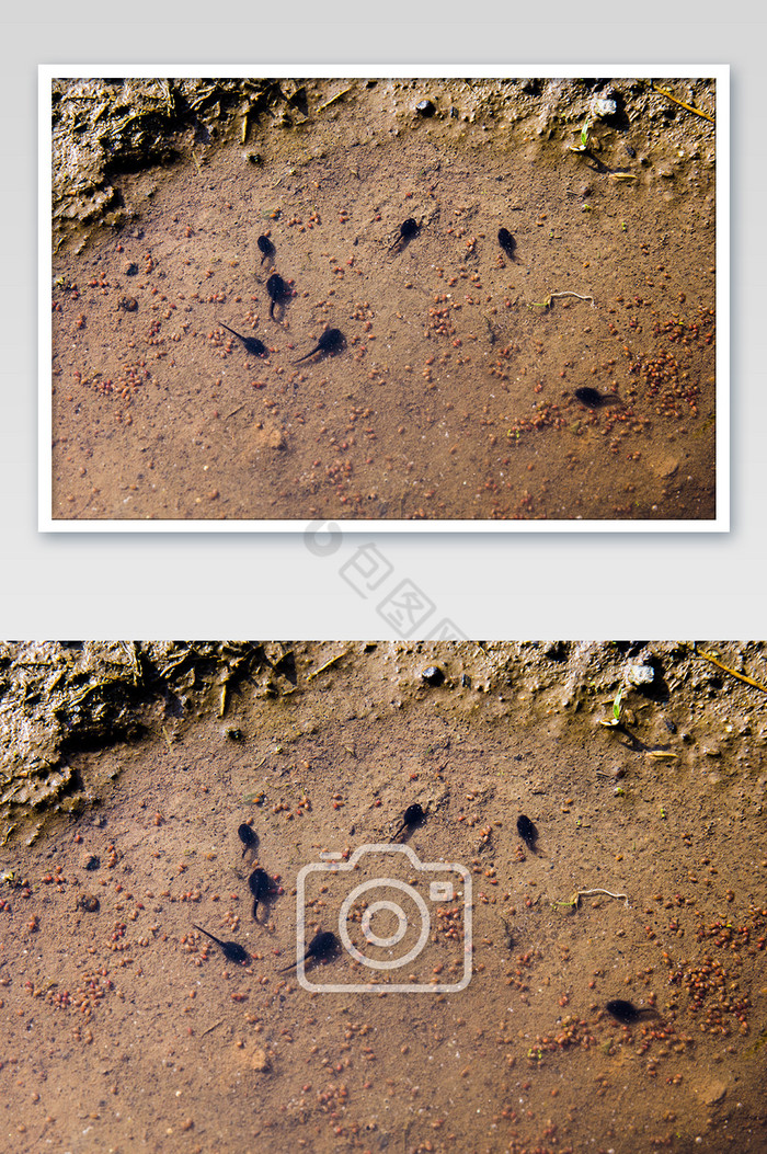野生蝌蚪拍摄水里面的蝌蚪图片图片