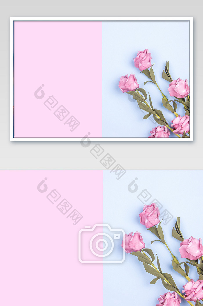 创意色彩背景粉色玫瑰花摄影背景图片
