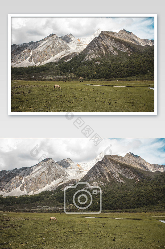 巍峨雪山下马儿草地摄影图片