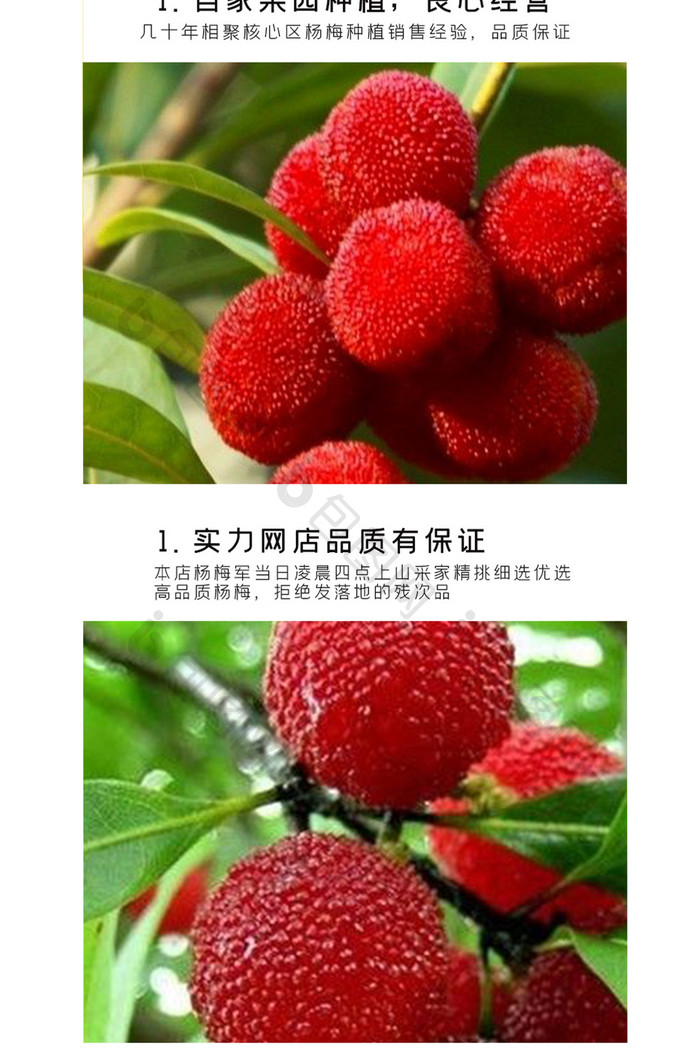 夏日夏天夏季新鲜水果杨梅电商淘宝详情页
