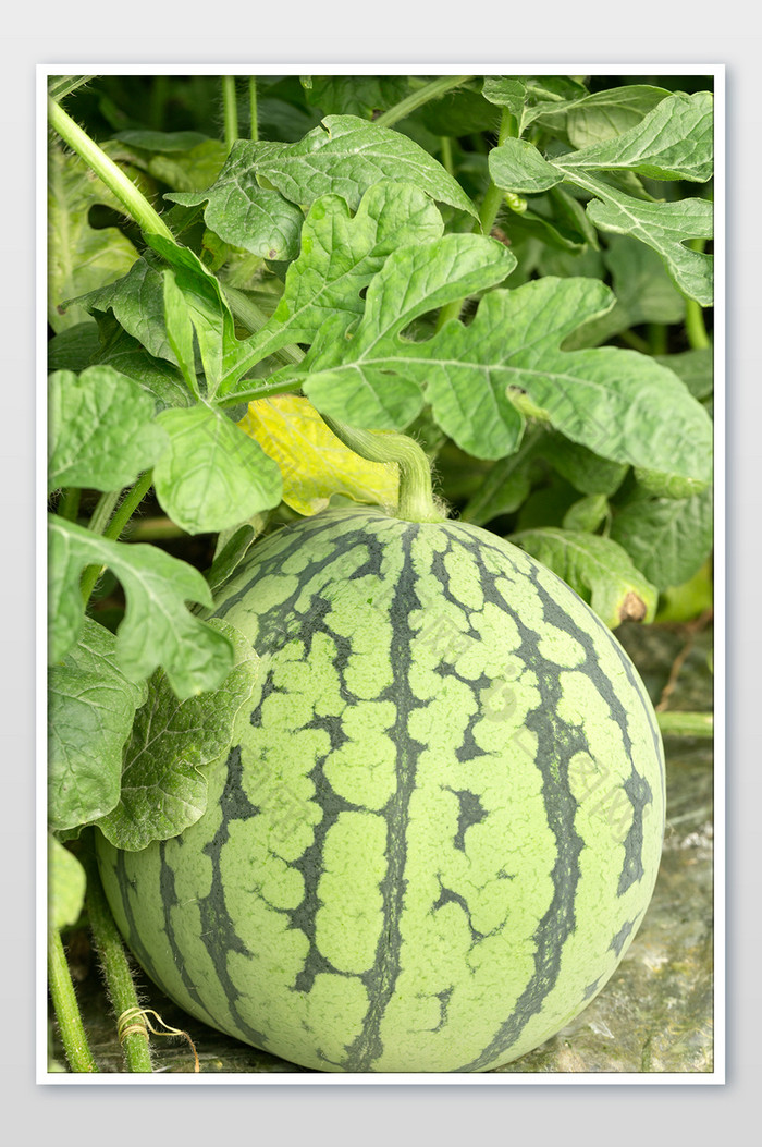 新鲜大西瓜西瓜地特写高清图片下载-包图网