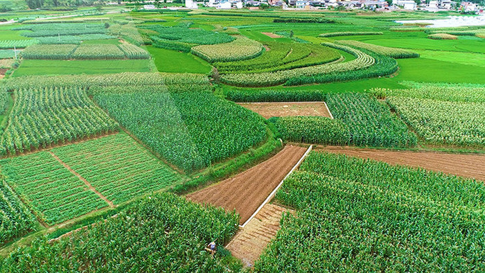 航拍田里的玉米素材