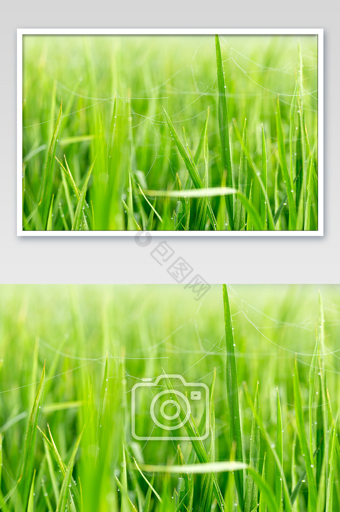 稻田水稻露珠绿色农作物图片