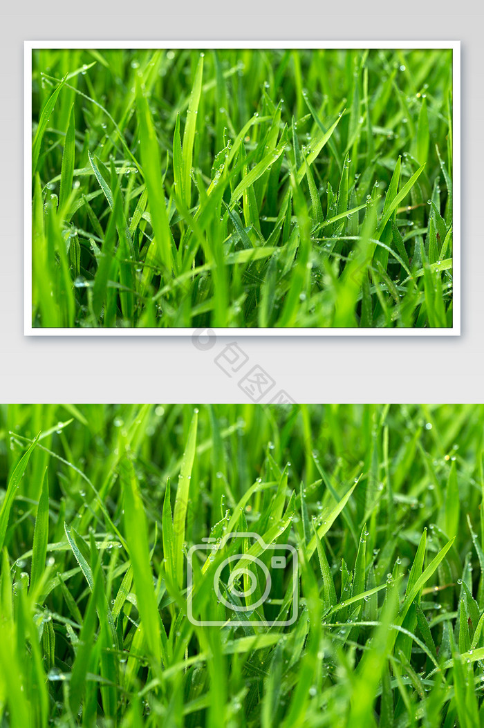 稻秧田露水绿色植物背景