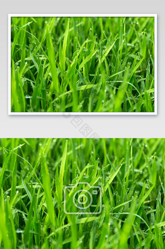 稻秧田露水绿色植物背景图片