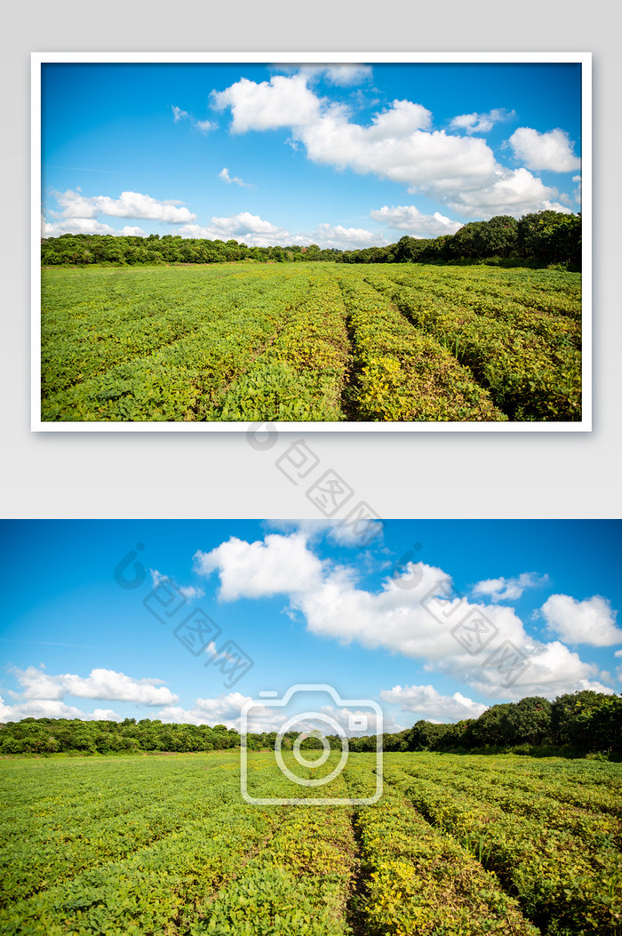 田野菜地农业摄影图