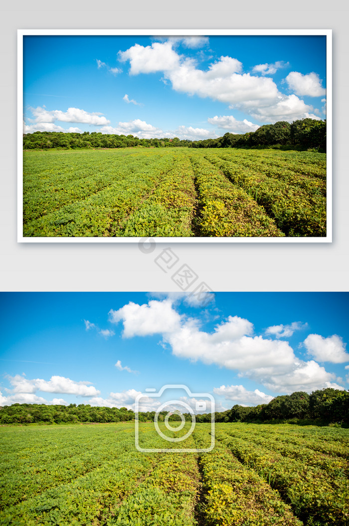 田野菜地农业摄影图图片