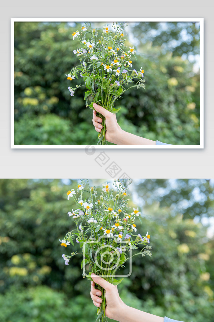 清新野花手捧花图图片