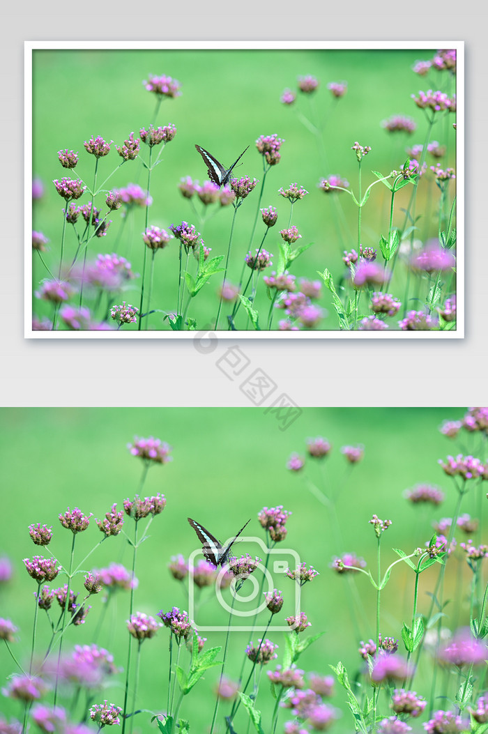 花丛中的蝴蝶摄影图图片