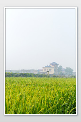 新农村田园风光风景