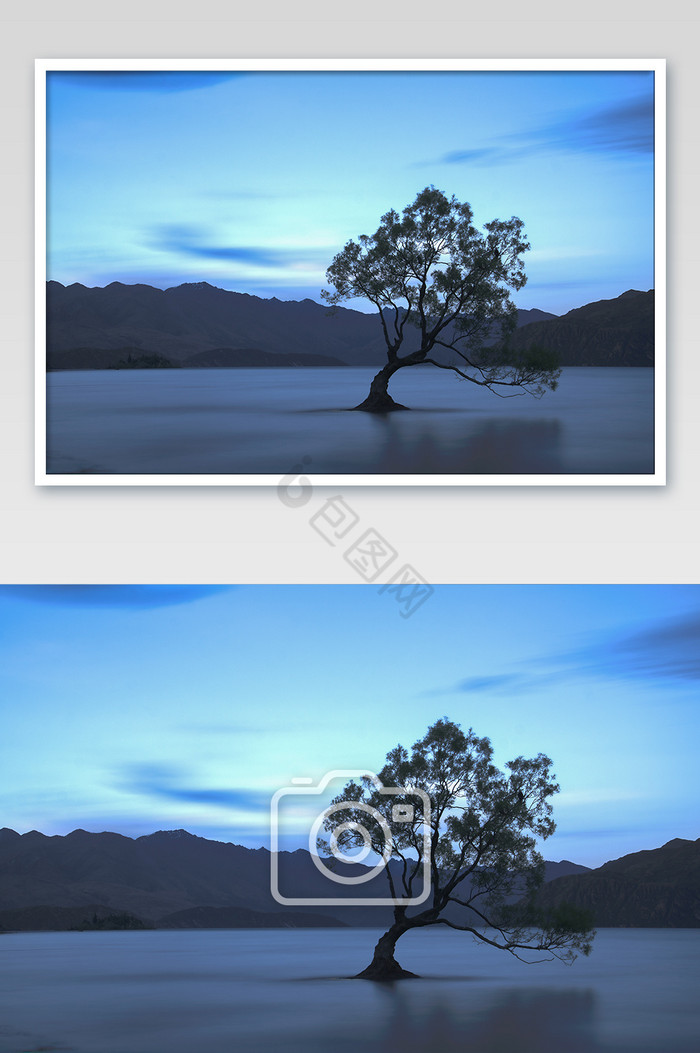 新西兰瓦纳卡孤独树蓝调自然风光摄影图片