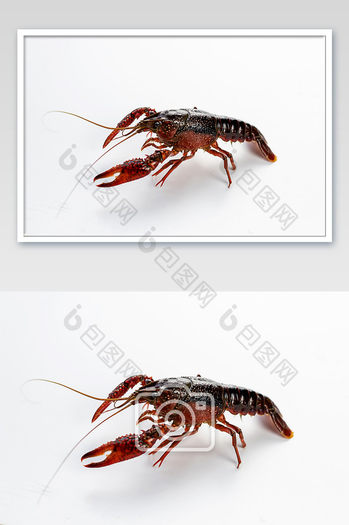 夏季美食鲜活小龙虾摄影图片