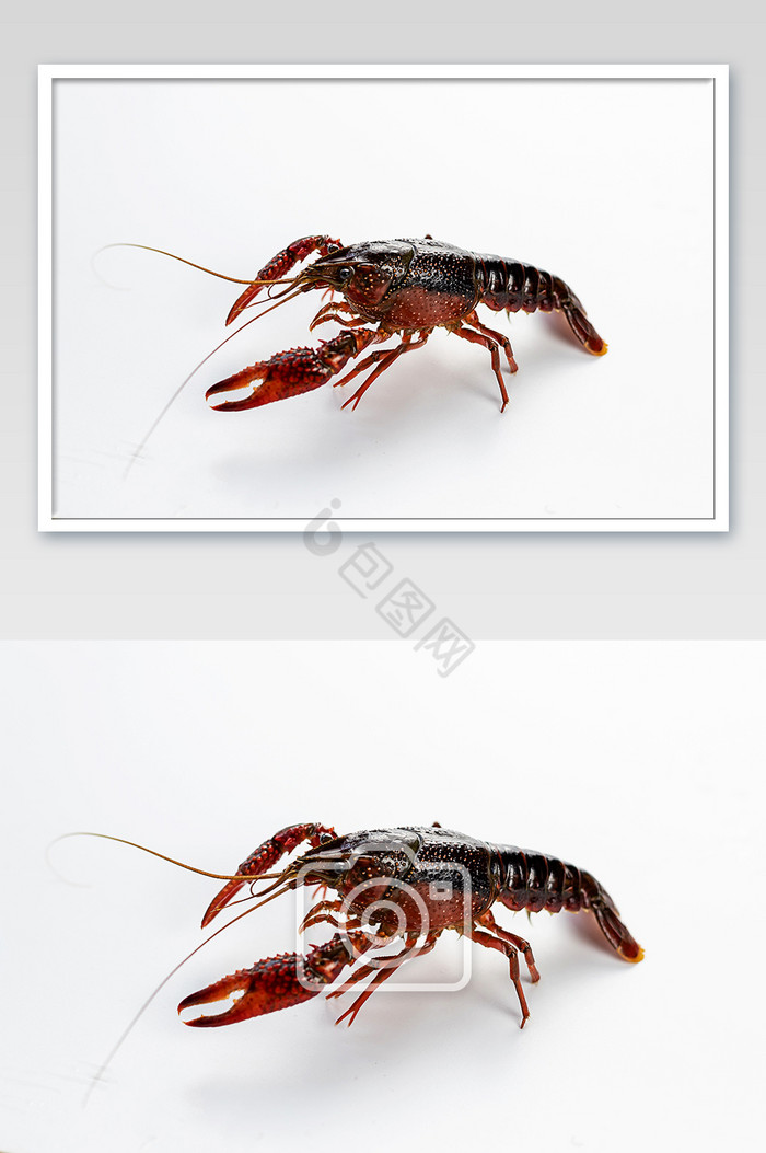 夏季美食鲜活小龙虾摄影图片
