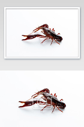 一只鲜活小龙虾摄影图片