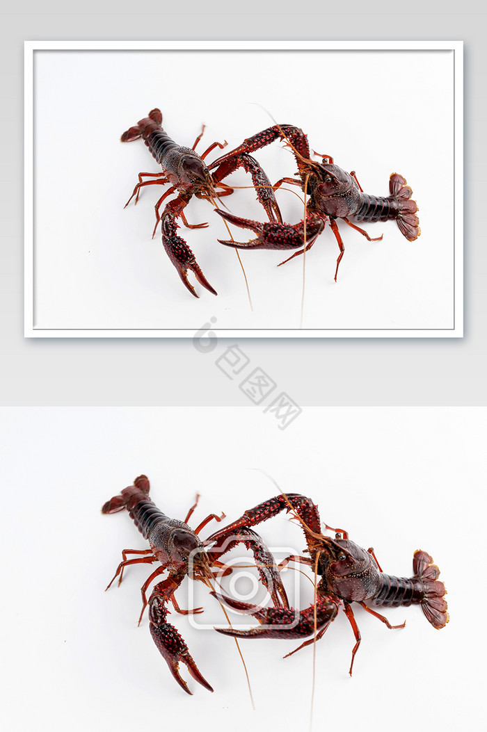 打架的鲜活小龙虾摄影图片