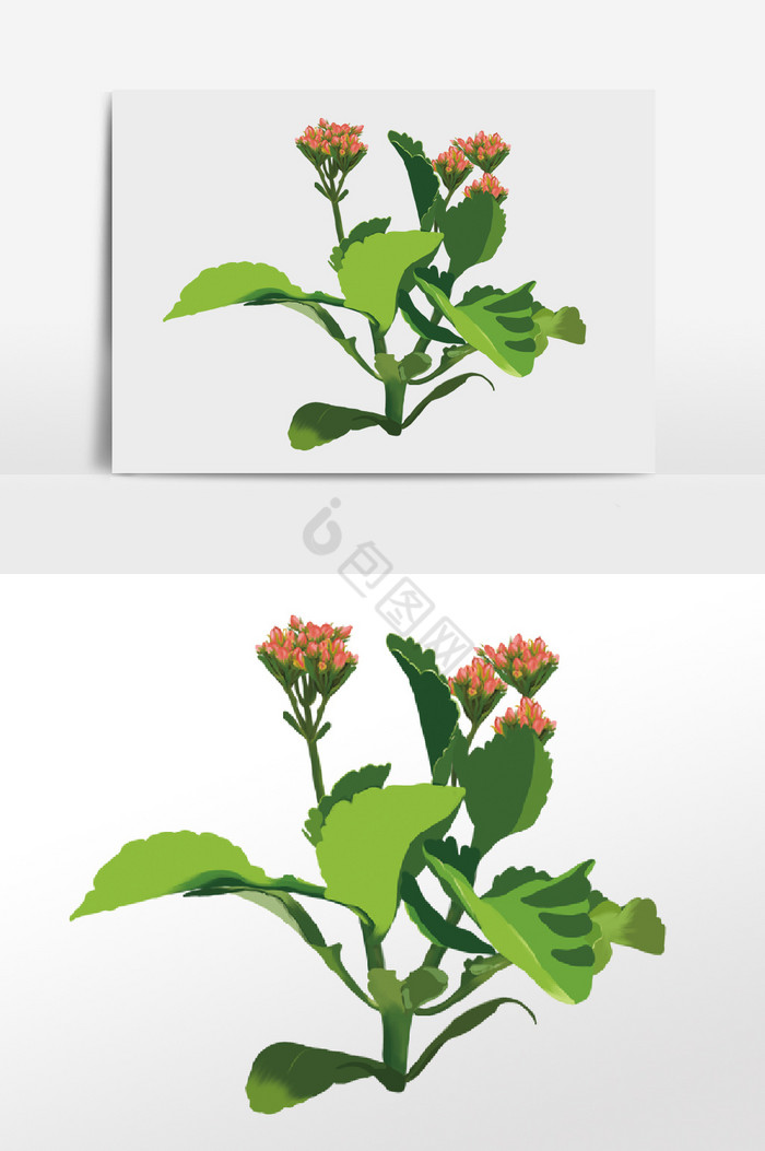 蟹爪花花卉植物图片