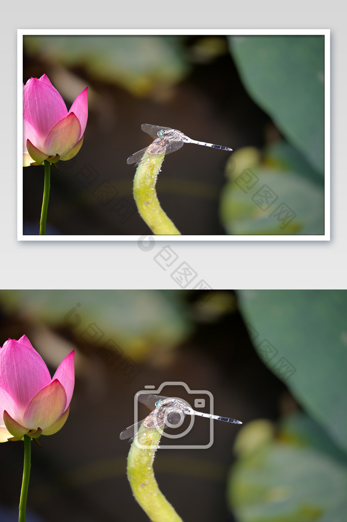 唯美荷花蜻蜓摄影图片