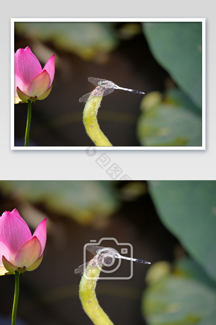 唯美荷花蜻蜓摄影图片