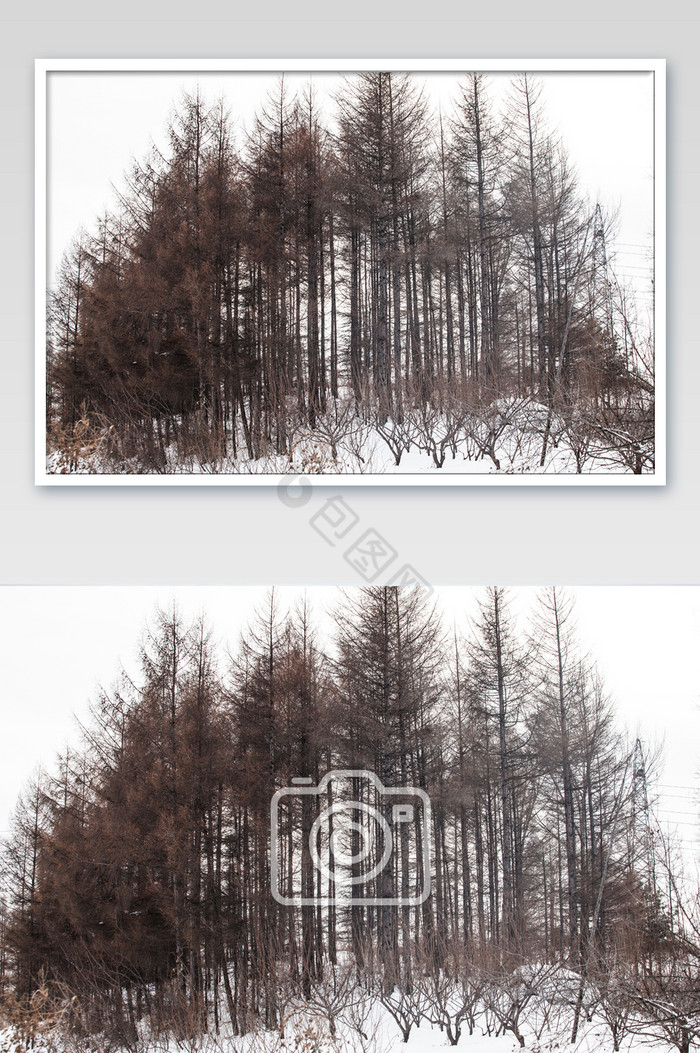 东北松树冬季风光摄影图片