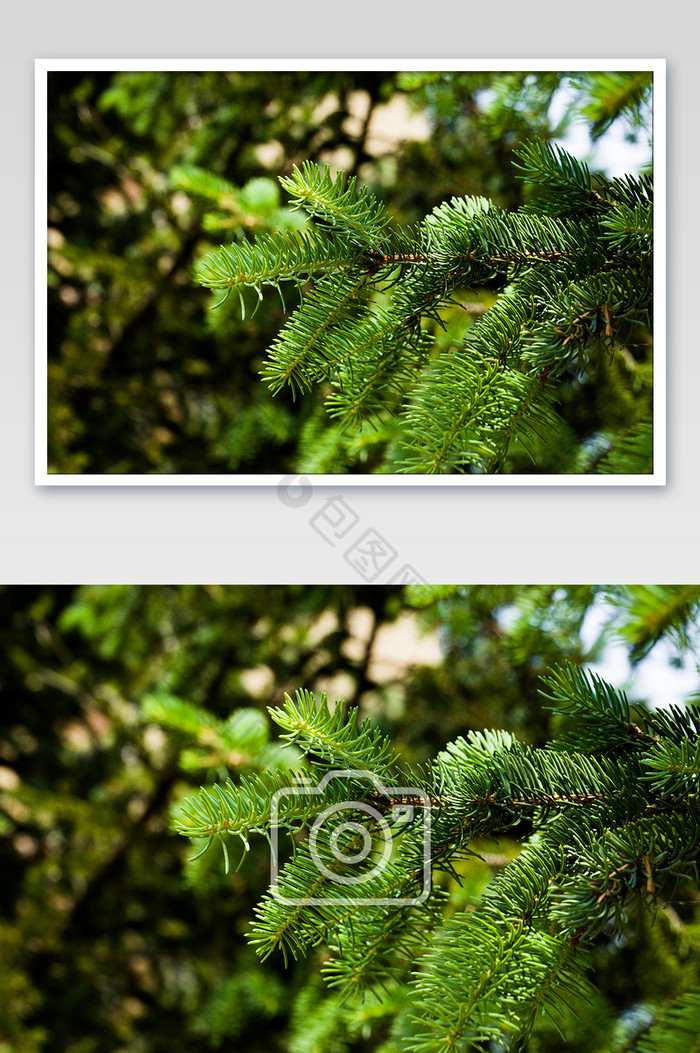 森系深林松树横版特写松树枝图片图片