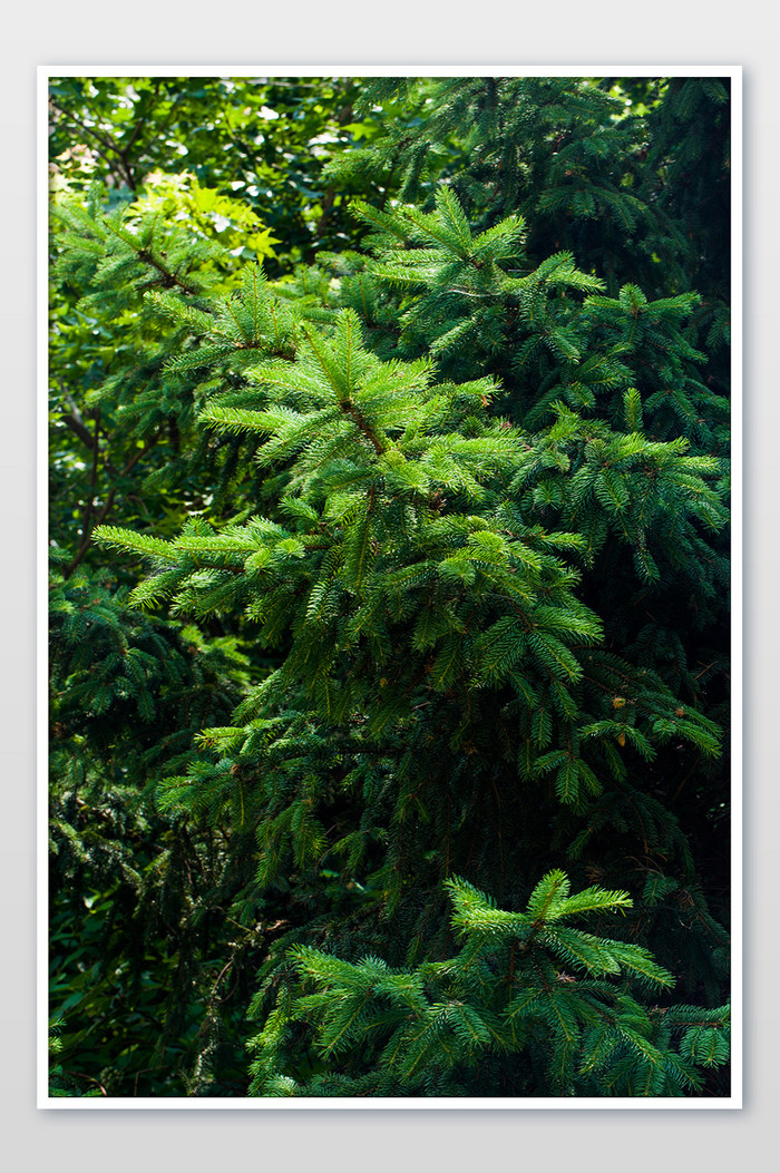 竖版森系深林松树绿树环保