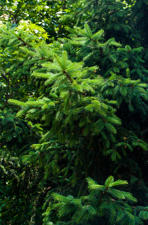 竖版森系深林松树绿树环保图片