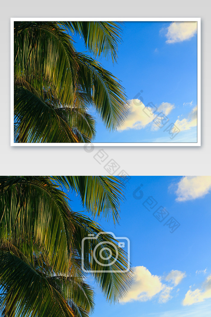 夏日阳光下的椰子树