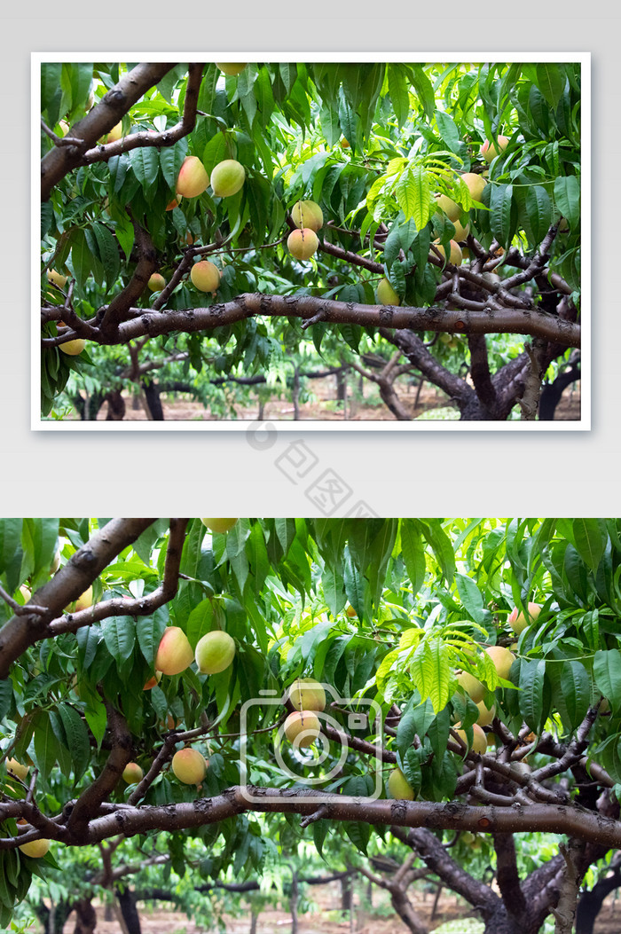 雨中桃园成熟的桃子图片
