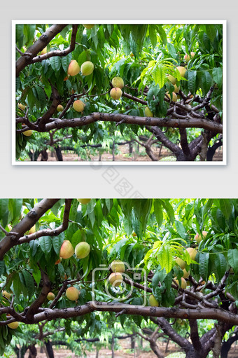 雨中桃园成熟的桃子图片