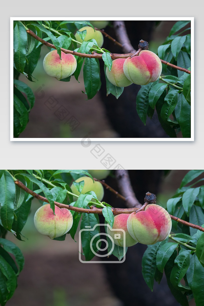 雨后唯美成熟的桃子