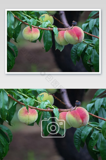 雨后唯美成熟的桃子图片