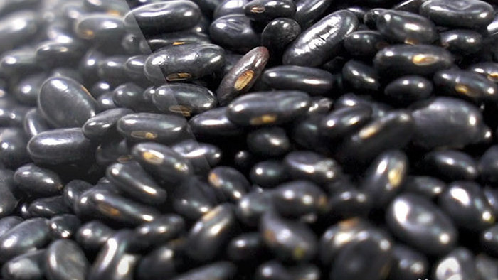 农业豆科植物黑豆高清实拍视频素材