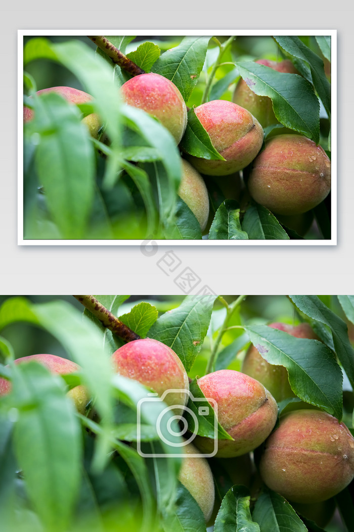 桃园结果成熟的桃子图片