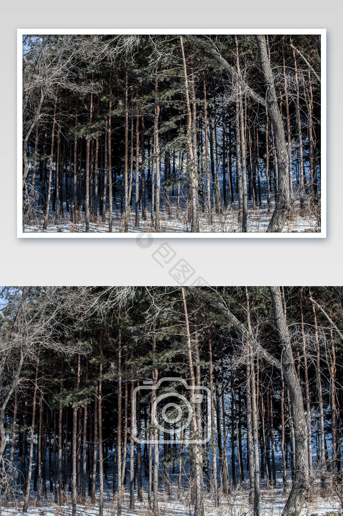 冬季森林摄影图片