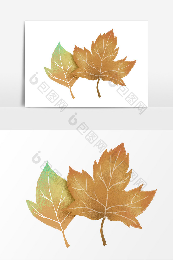 秋季枫叶植物叶子插画图片图片
