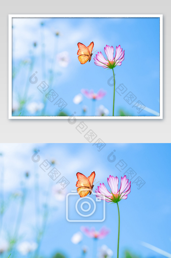 漂亮手绘蝴蝶波斯菊小暑卡通形象创意图片图片